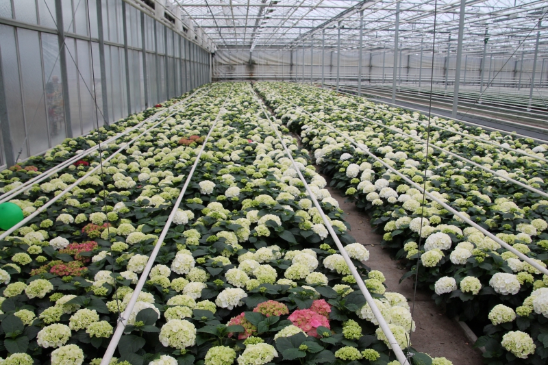 pepiniere-ST RAPHAEL-min_nursery-hydrangea-white-flowers-greenhouse-flower-1609210-pxhere.com